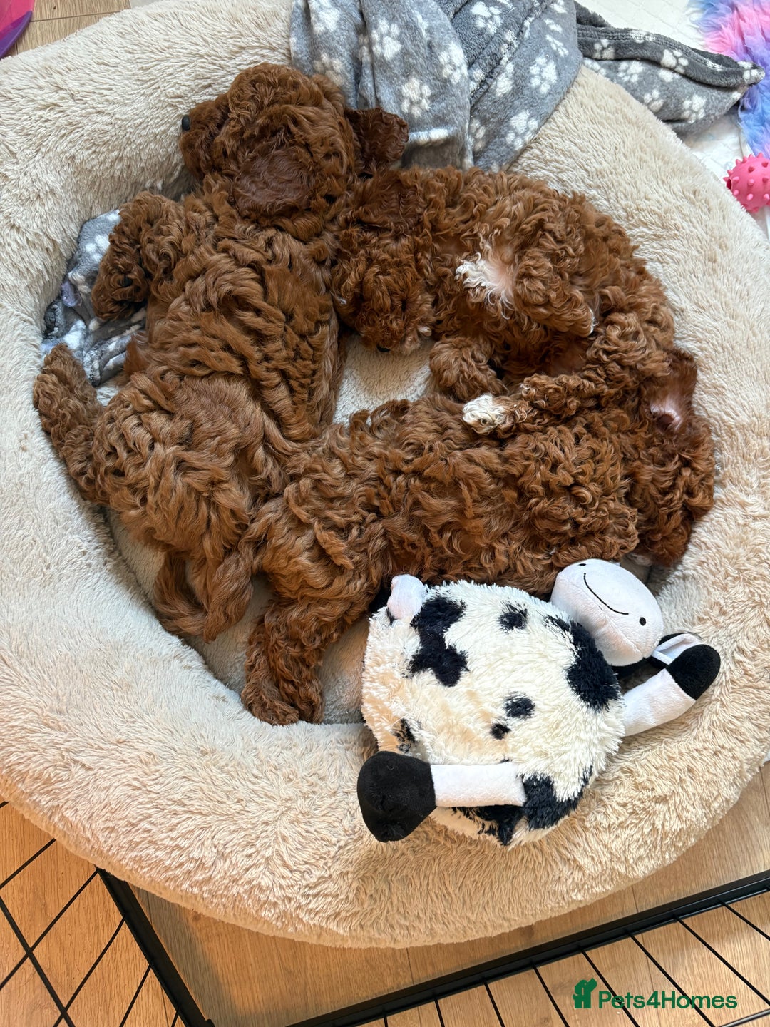 Cavapoo dogs for sale: 💫 TOY CAVAPOO PUPPYS HEALTH TESTED 💫  - Image 8