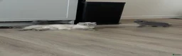 Scottish Fold cats for sale: Beautiful Scottish Fold Kittens - Advert 9