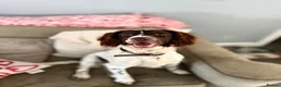 English Springer Spaniel dogs for sale: Springer Spaniel  - Advert 10