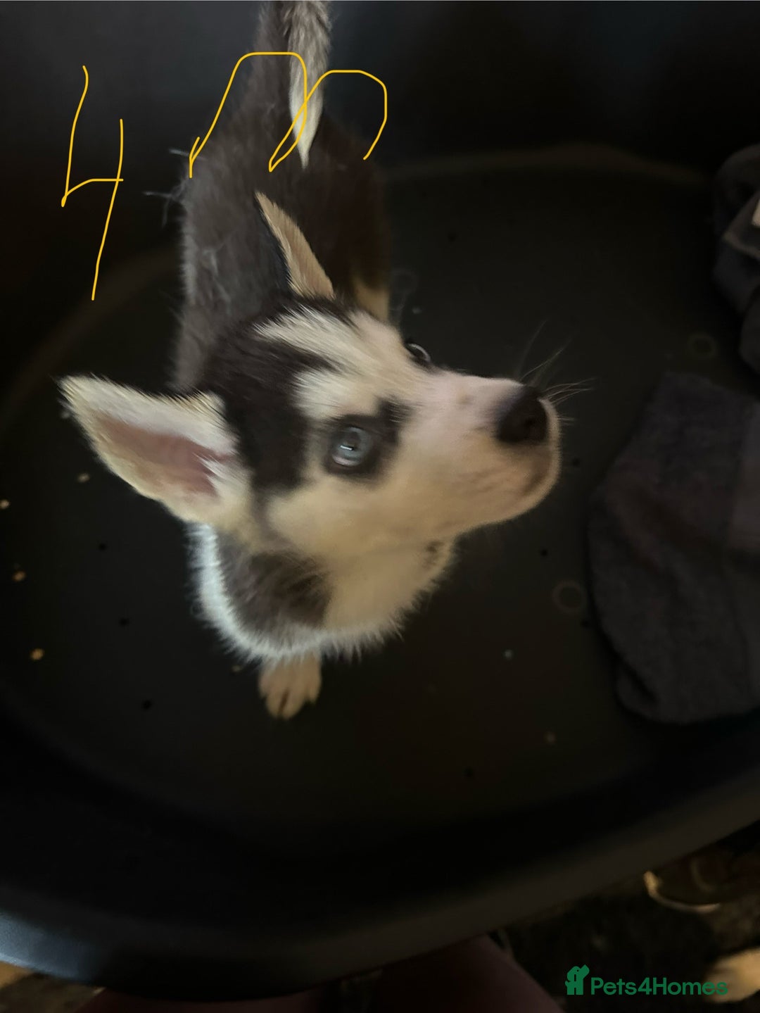 Siberian Husky dogs for sale: Five husky puppies for sale - Image 14