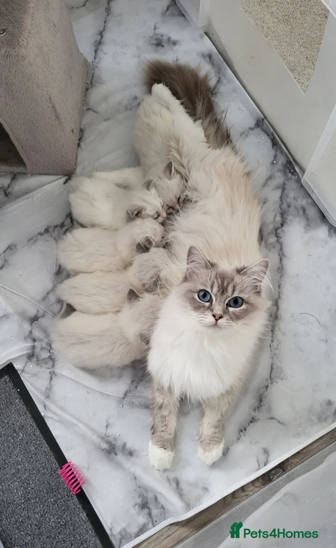Ragdoll cats for sale: 🌸 Stunning Female Ragdoll Kitten –14 Weeks Old 🌸 - Image 5