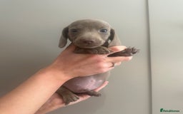 Miniature Dachshund dogs for sale: Miniature dachshunds  - Image 15