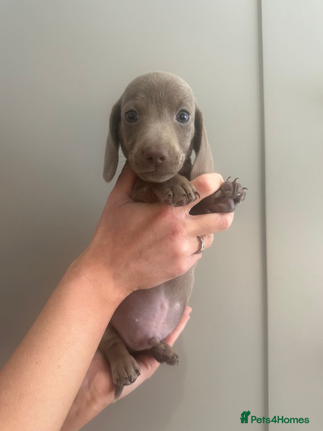 Miniature Dachshund dogs for sale: Miniature dachshunds  - Image 15