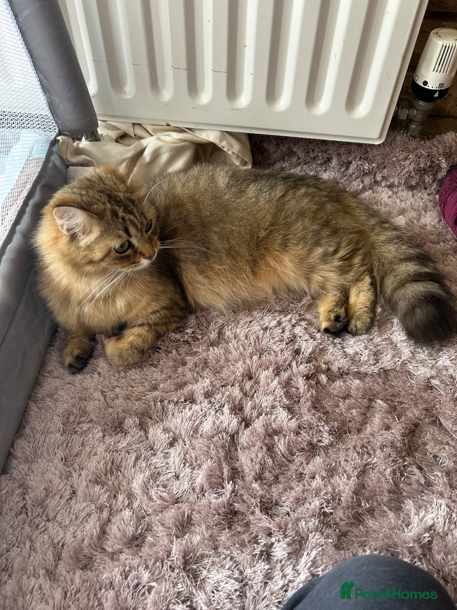 Persian cats X6 Beautiful fluffy persian X Bengal kittens  - Advert 11