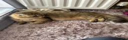 Persian cats for sale: X6 Beautiful fluffy persian X Bengal kittens  - Advert 2
