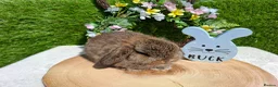 Mini Lop rabbits for sale: Gorgeous boy mini lop for sale - Advert 2