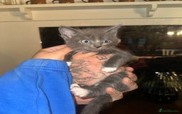 Nebelung cats for sale: 5 beautiful kittens available  in Bradford - Image 23