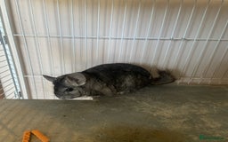 Chinchilla rodents for sale: Adult Ebony Female Chinchilla & Cage - Image 6