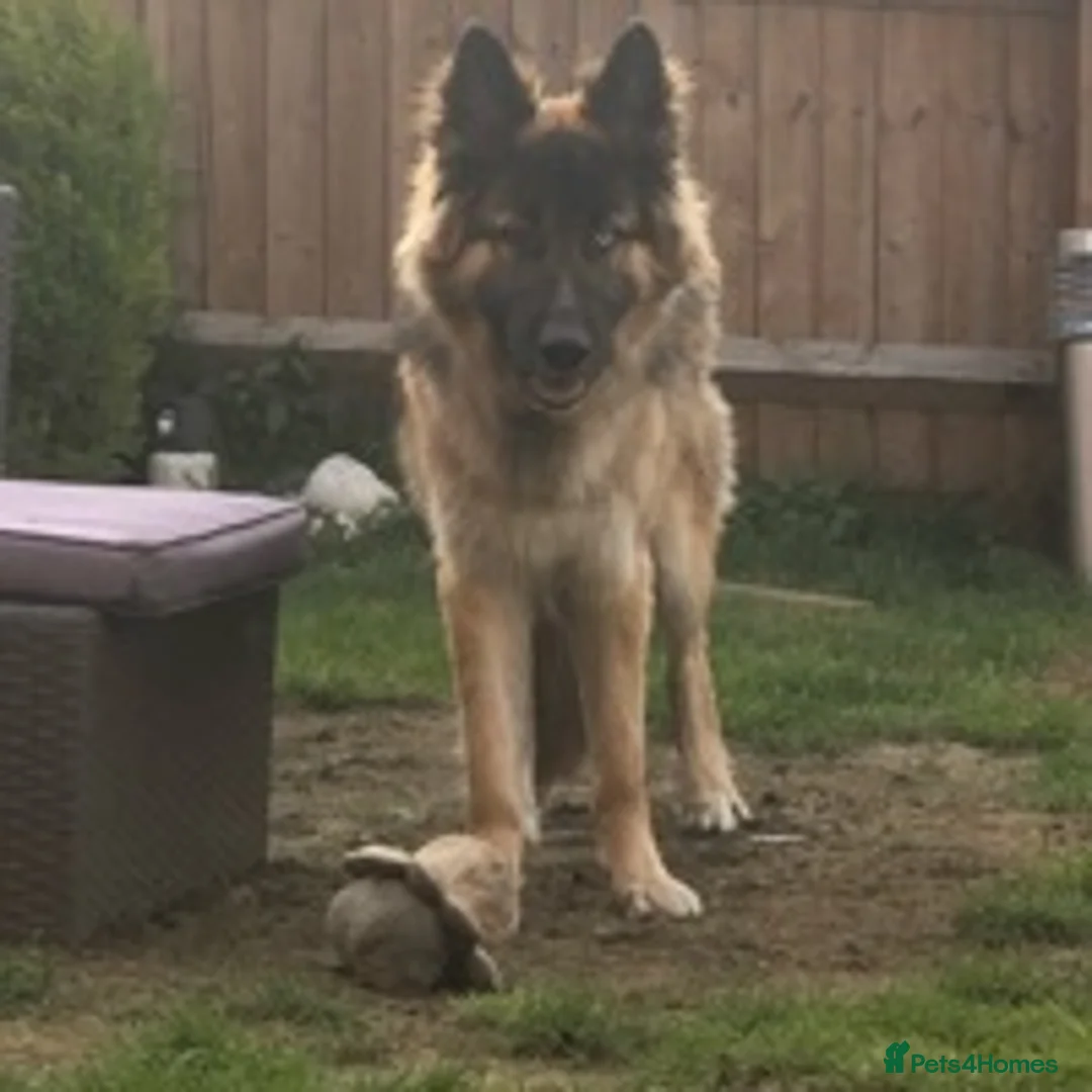 German Shepherd dogs for stud: German Shepard up for stud  in Erith - Advert 8