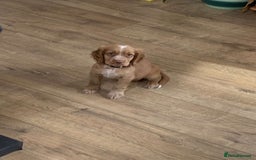 Cocker Spaniel dogs for stud: Working cocker for stud in Darlington - Image 9