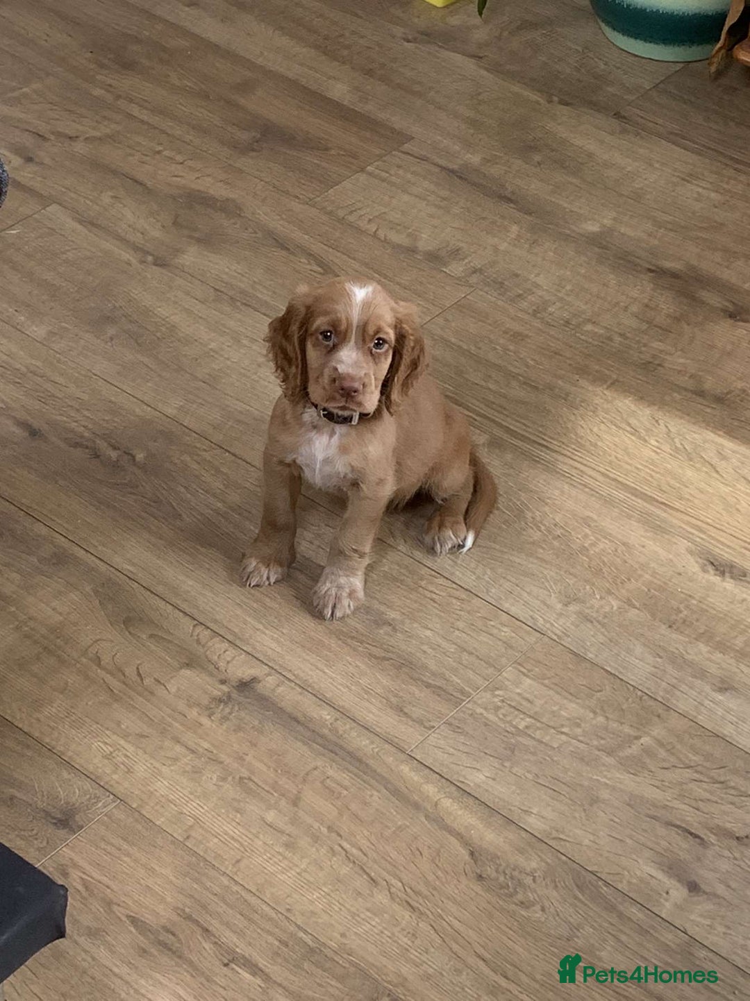 Cocker Spaniel dogs for stud: Working cocker for stud in Darlington - Image 9