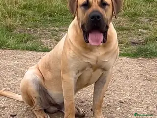 Presa Canario dogs 🏆 Champion Bloodline Presa Canario – Fawn Male 🐾 - Advert 19