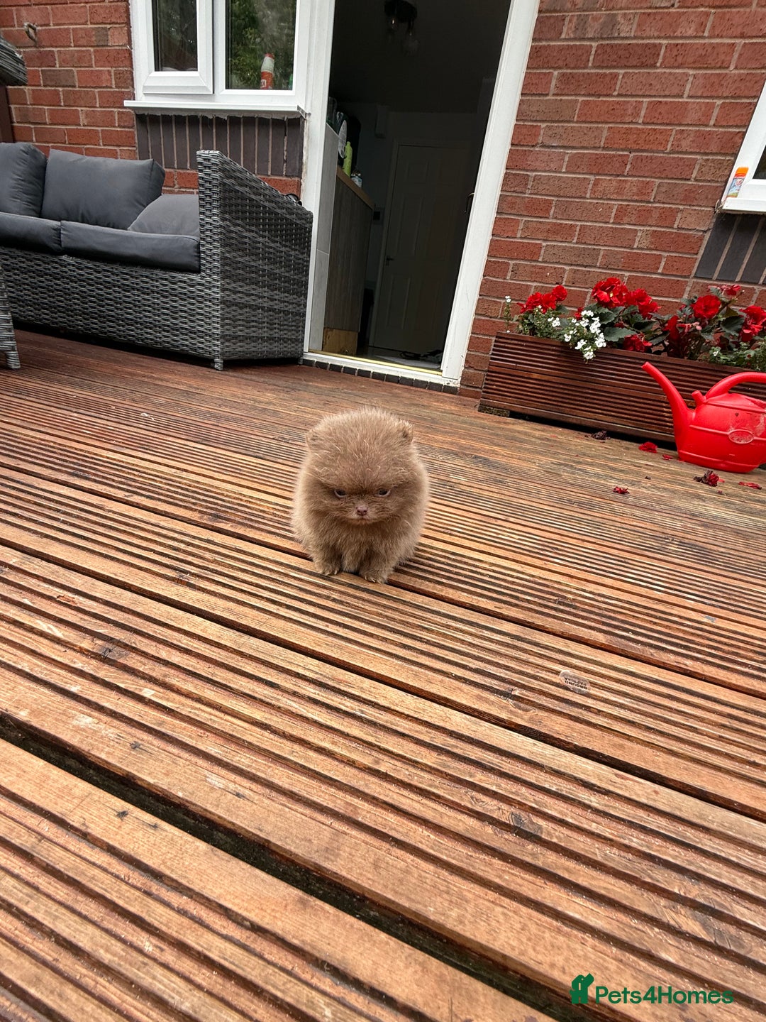 Pomeranian dogs for sale: Super Quite teddy bear Pomeranians puppy’s  - Image 9