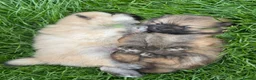 Pomeranian dogs for sale: Beautiful & Chunky Pomeranian puppy's for sale - Advert 5