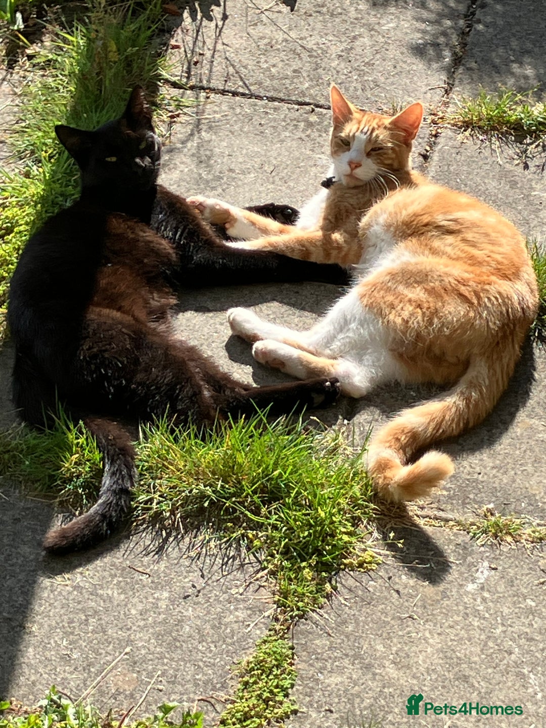 Mixed Breed cats for sale: Maine Coon Cross - Advert 5