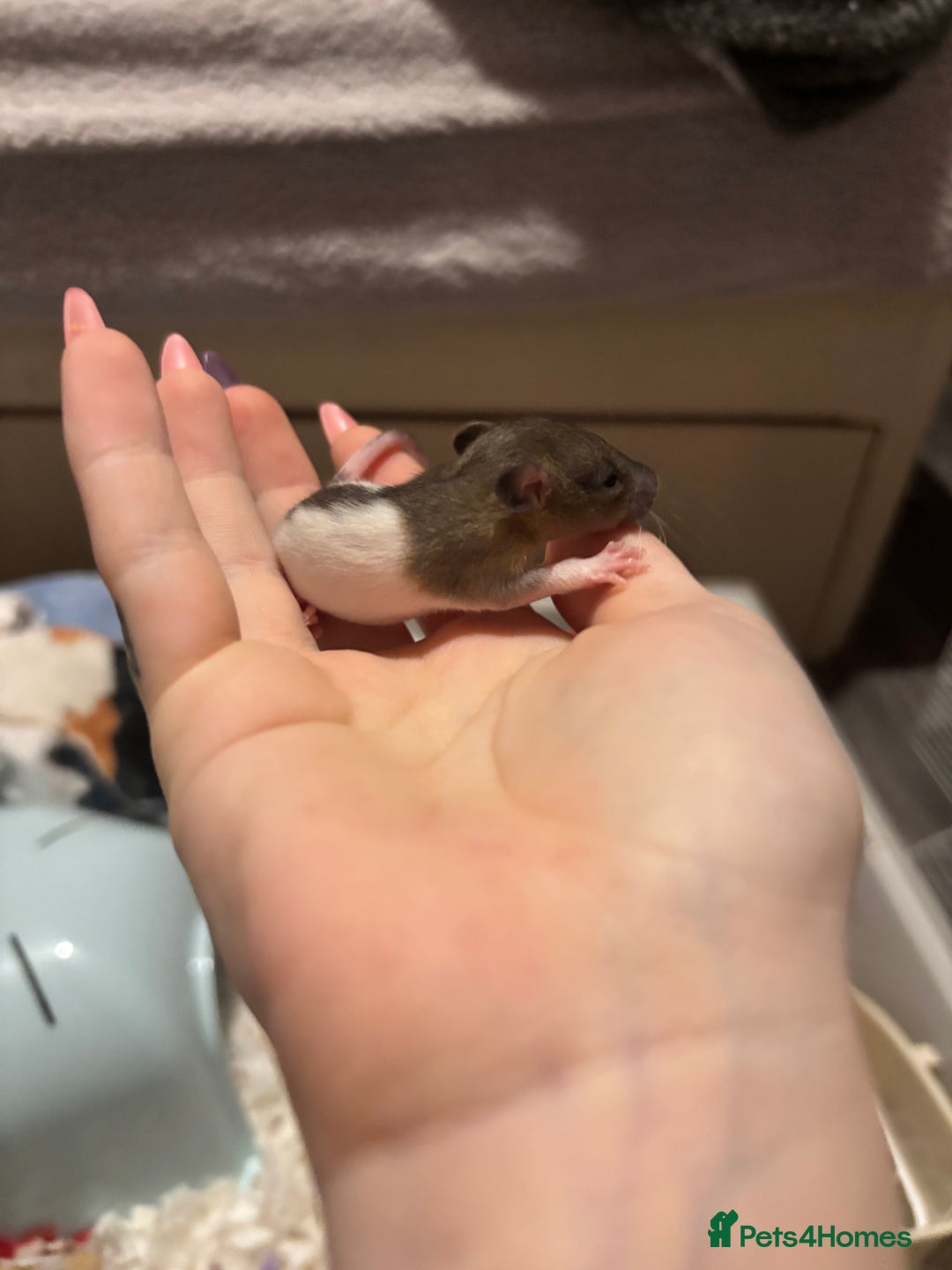 Rat rodents for sale: BABY RATS FOR SALE ( end of jan / start of feb) - Advert 5