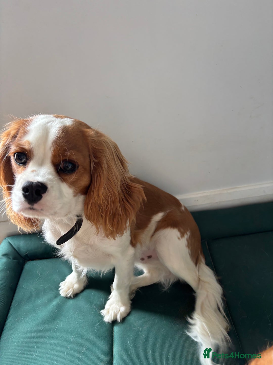 Cavalier King Charles Spaniel dogs for sale: King Charles cavalier - Male - Image 5