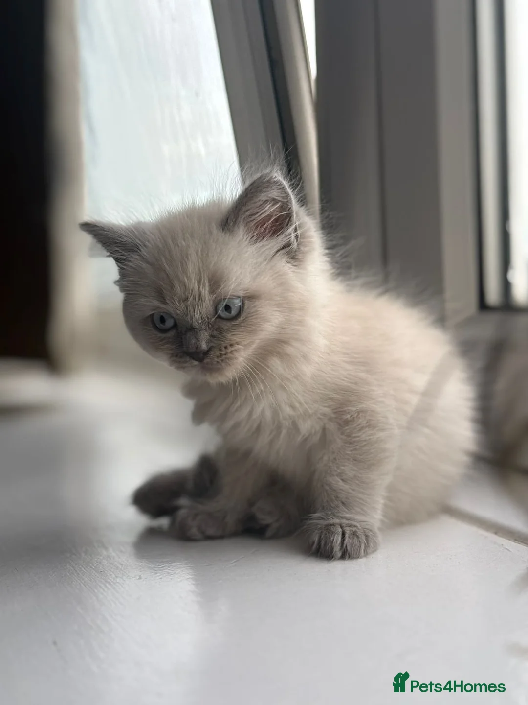 Mixed Breed cats for sale: White kitten, with coloured paws in Bootle - Advert 2