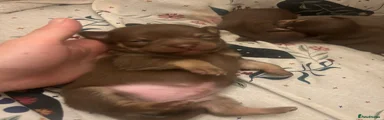 Chihuahua Puppy 2