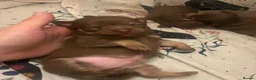 Chihuahua dogs for sale: 4 stunning chihuahua puppies  - Advert 35