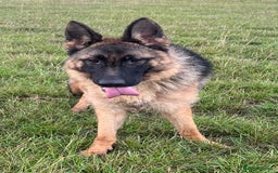 German Shepherd dogs for sale: Beautiful Gsd female for sale  - Image 4