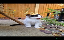 Domestic Shorthair cats for sale: Kittens in Oxford - Image 3