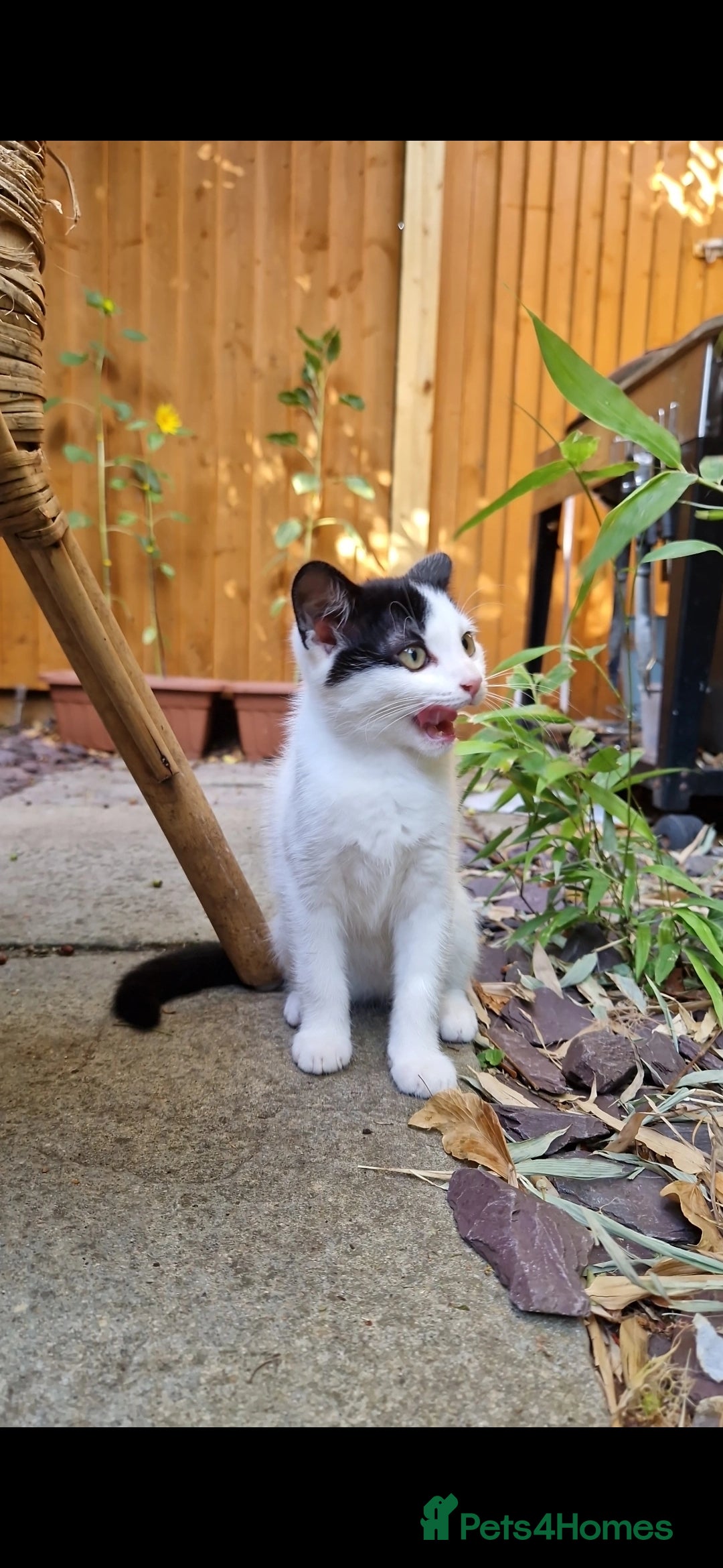 Domestic Shorthair cats for sale: Kittens in Oxford - Image 3