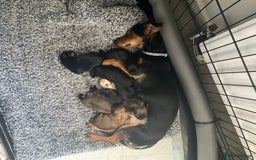 Chiweenie dogs for sale: Gorgeous litter of chiweenies  - Image 1