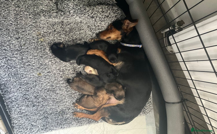 Chiweenie dogs - Advert 13