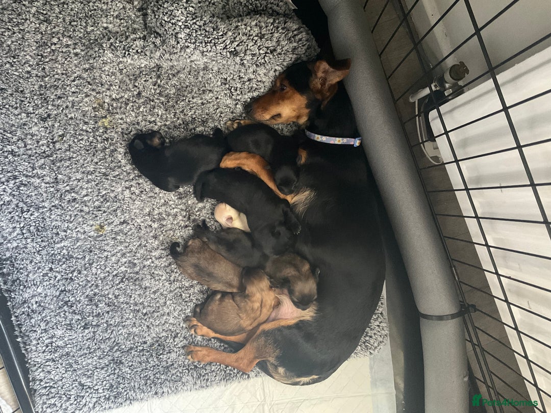 Chiweenie dogs for sale: Gorgeous litter of chiweenies  - Image 1