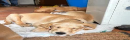 Goldador dogs for sale: Golden retriever Labrador cross  in Glasgow - Advert 15