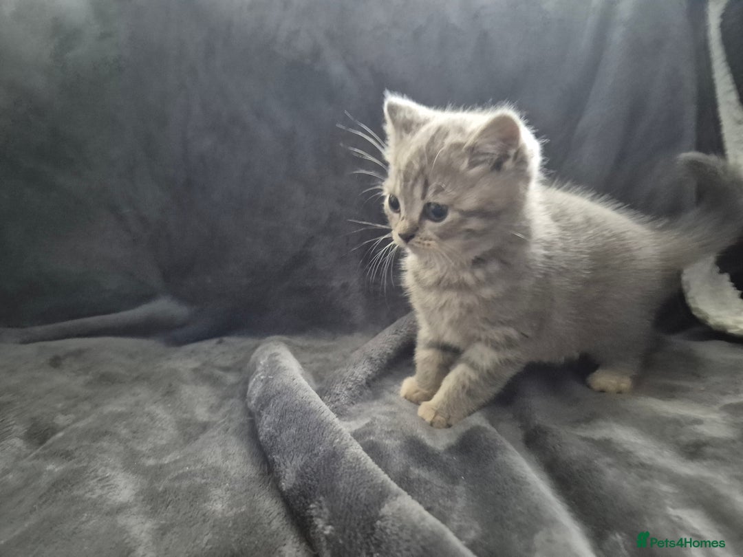 British Shorthair cats for sale: British shorthair kittens - Image 17