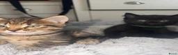 Mixed Breed cats for sale: Kittens looking for forever homes in Morecambe - Advert 6
