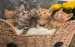 Mixed Breed cats for sale: Beautiful kittens  - Image 15