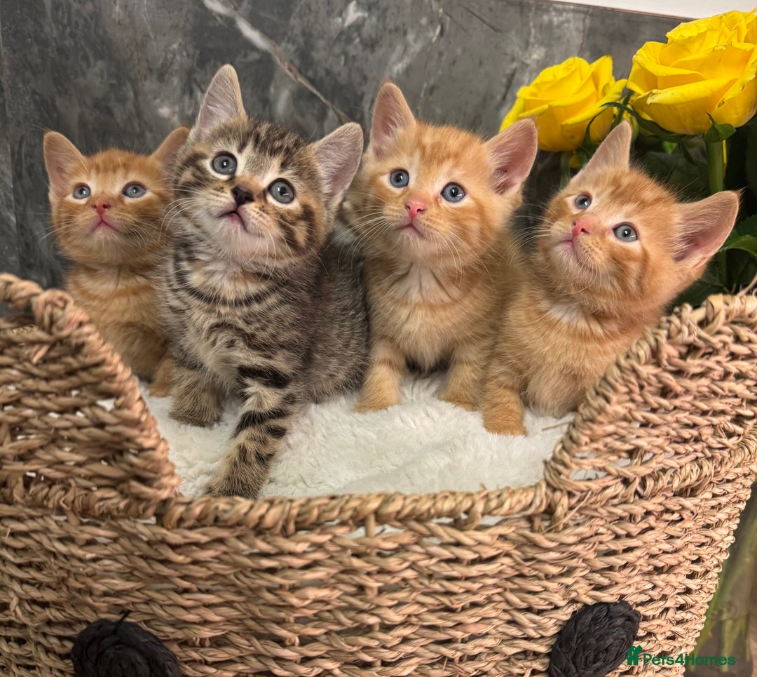 Mixed Breed cats for sale: Beautiful kittens  - Image 15
