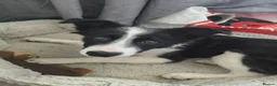 Border Collie dogs for sale: 4 months Female Border Collie  - Advert 2