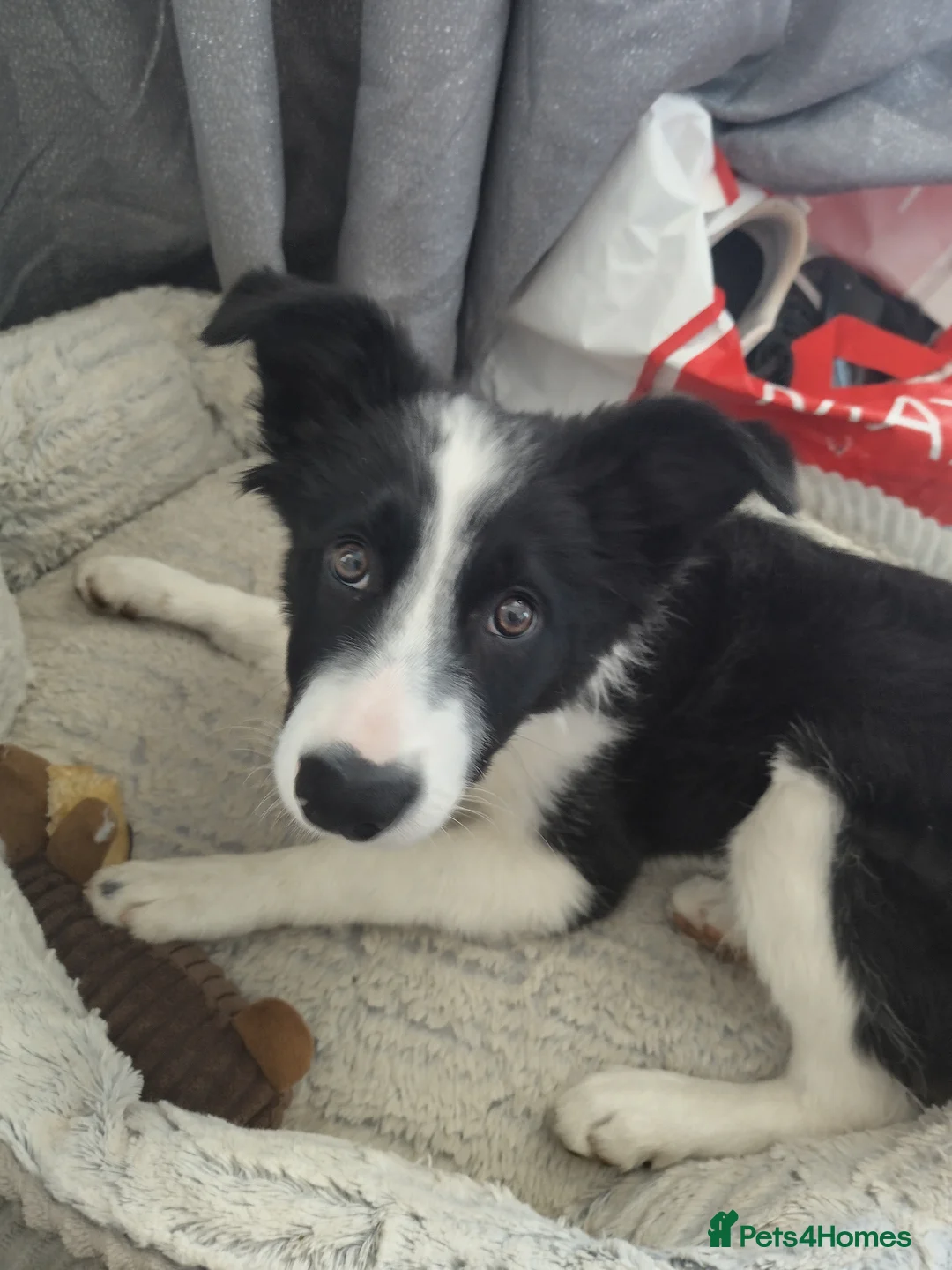 Border Collie dogs for sale: 4 months Female Border Collie  - Advert 2