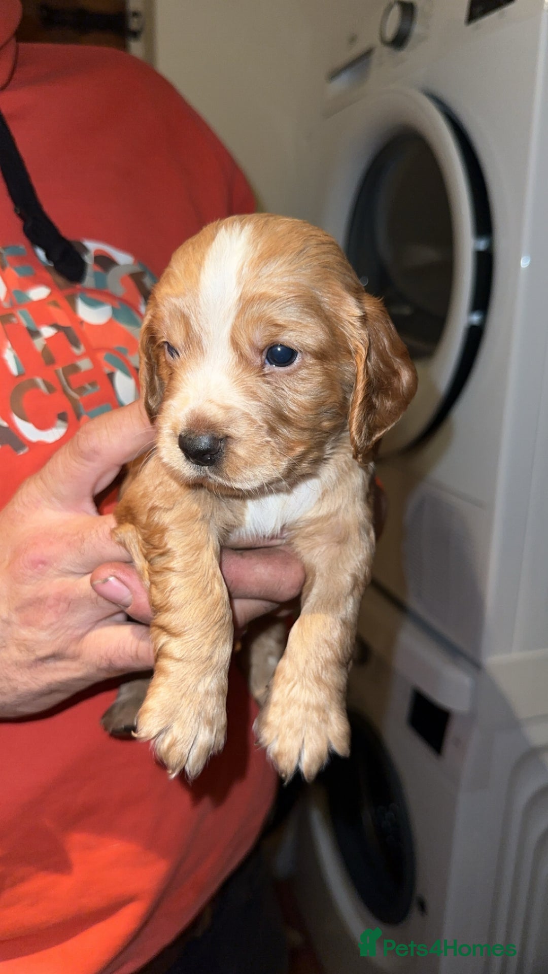 Cocker Spaniel dogs for sale: Working cocker spaniel puppies for sale - Advert 2