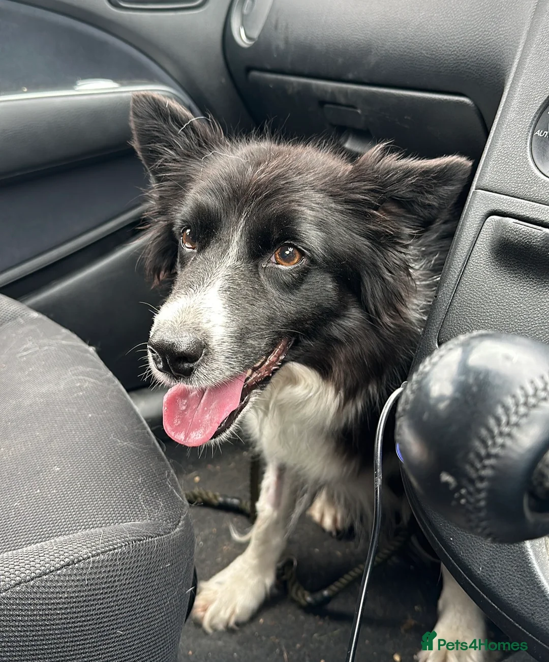 Border Collie dogs for sale: Neutered female collie looking for retirement home - Advert 4