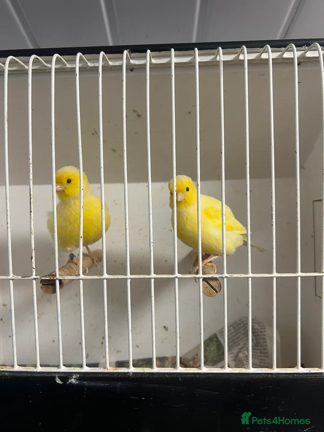 Mixed Breed birds for sale: Canaries, budgies - Advert 8