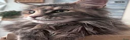 Maine Coon cats for sale: Rare Red Silver Maine Coon Kittens Available  in London - Advert 19