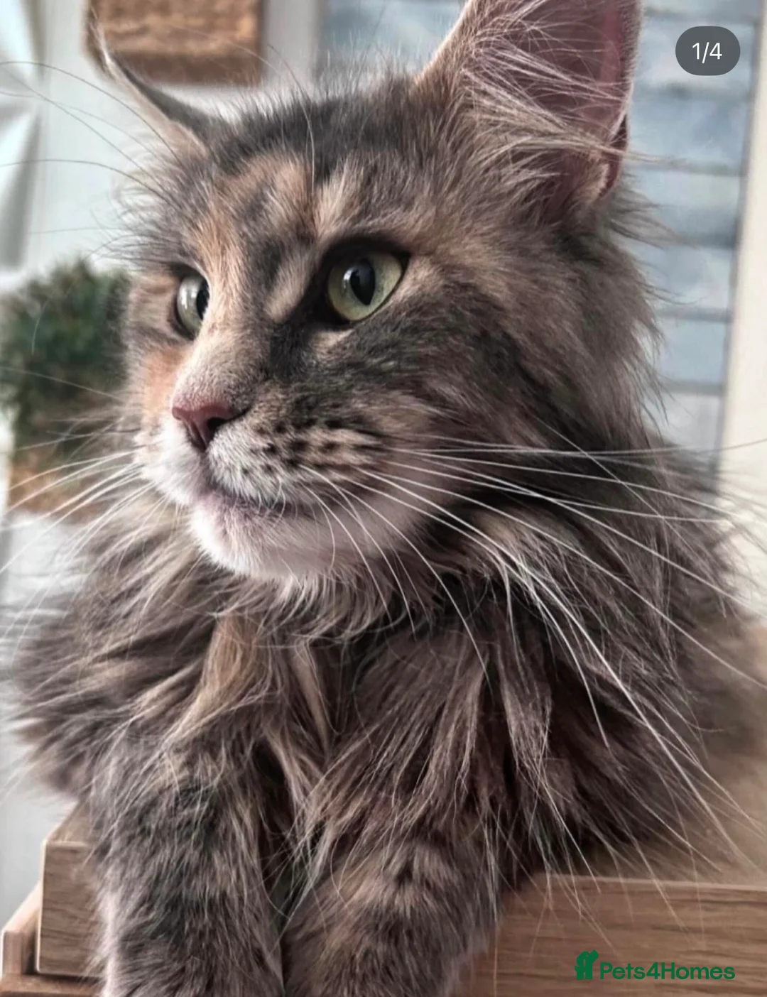 Maine Coon cats for sale: Rare Red Silver Maine Coon Kittens Available  in London - Advert 19
