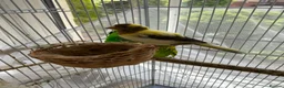 Canaries birds for sale: 3 baby canaries for sale - Advert 3