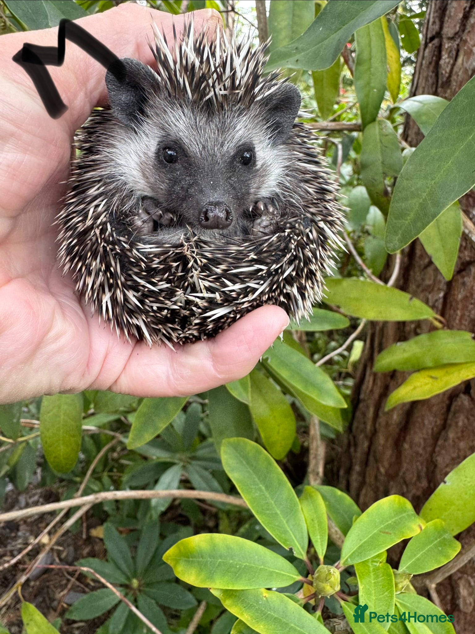 Pygmy Hedgehog rodents 8-10 wk old babies/various colours/masks READY!  - Advert 2