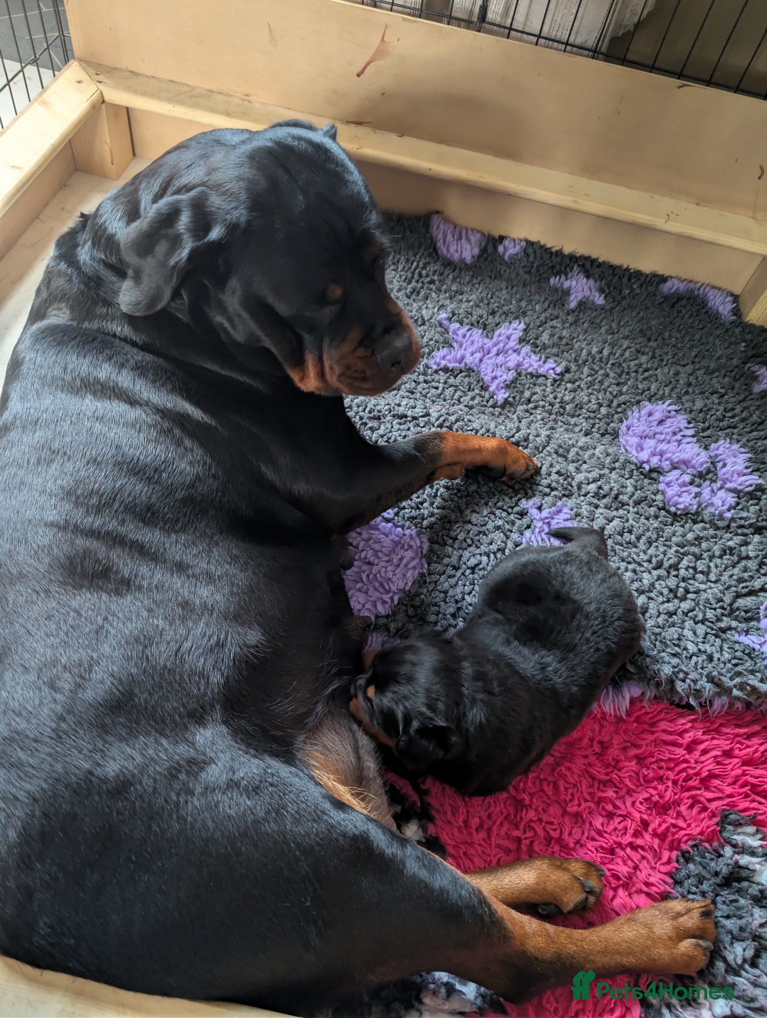 Rottweiler dogs Female Rottweiler pup for sale  - Advert 1