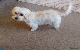 Maltipoo dogs for sale: Adorable Maltipoo poodle - Image 2