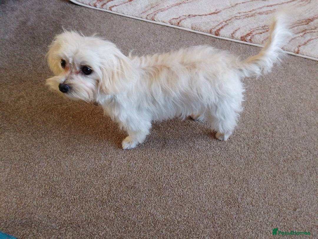 Maltipoo dogs for sale: Adorable Maltipoo poodle - Image 2