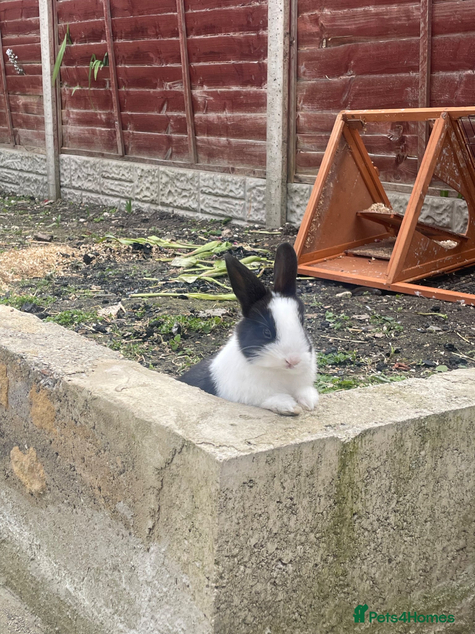 Mixed Breed rabbits Netherland/lion head mini lop - Advert 13