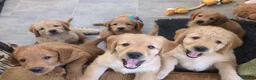 Labradoodle dogs for sale: Miniature Red Labradoodles - Advert 1