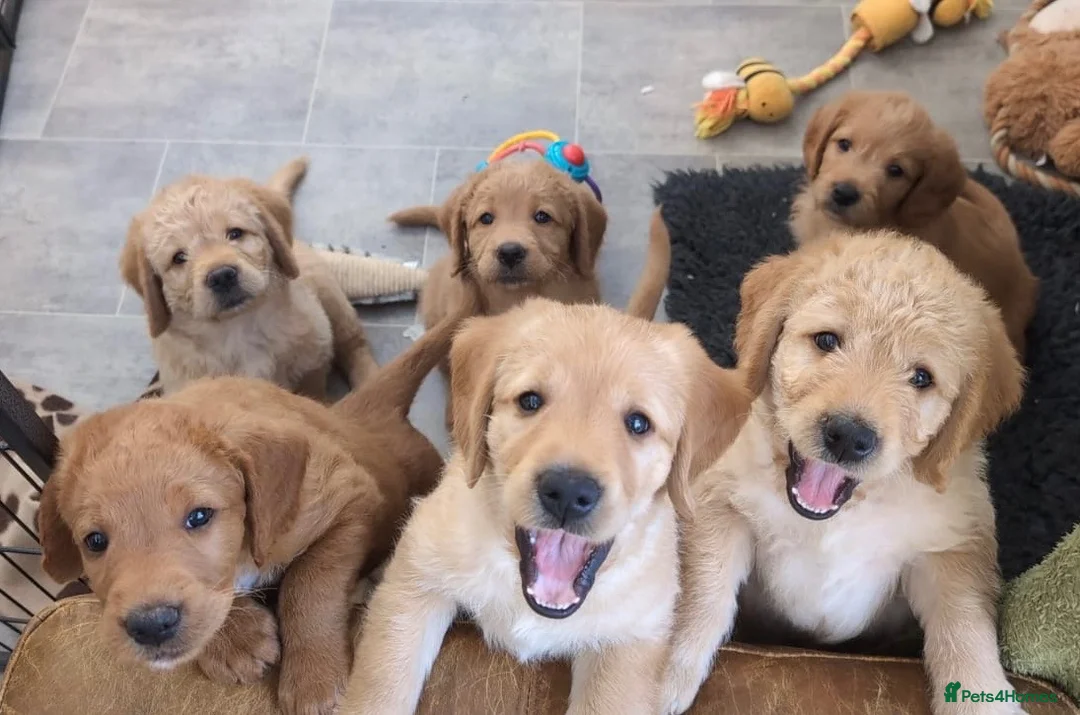 Labradoodle dogs for sale: Miniature Red Labradoodles - Advert 1